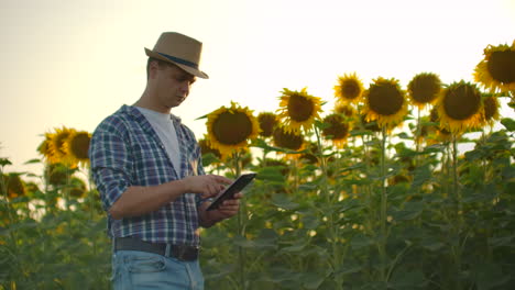 Ein-Junge-Mit-Strohhut-Läuft-über-Ein-Feld-Mit-Großen-Sonnenblumen-Und-Schreibt-Informationen-Darüber-In-Sein-Elektronisches-Tablet-In-Der-Natur.